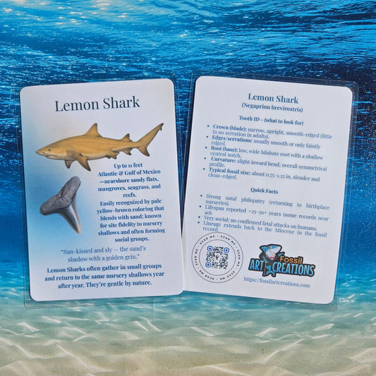 A shallow-water specialist—calm color, crisp tooth outline, and friendly field notes.