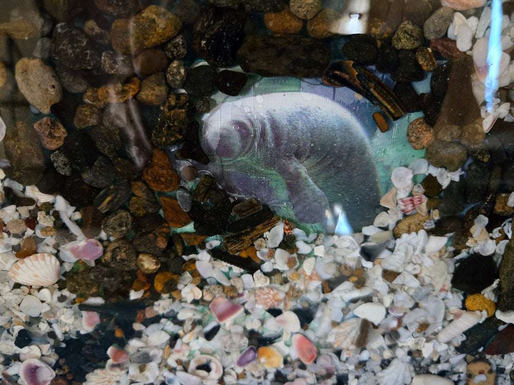 Peeking Manatee Tray Fossil Art Creations