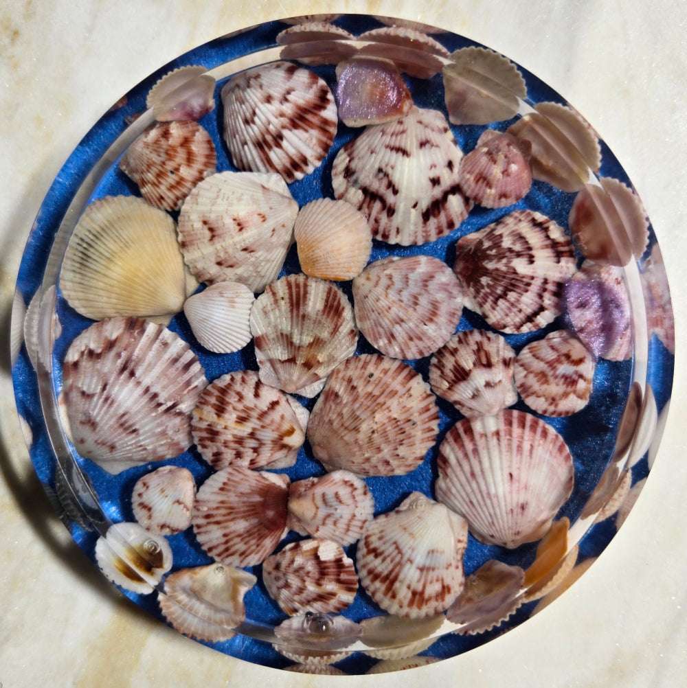 Shell Coaster