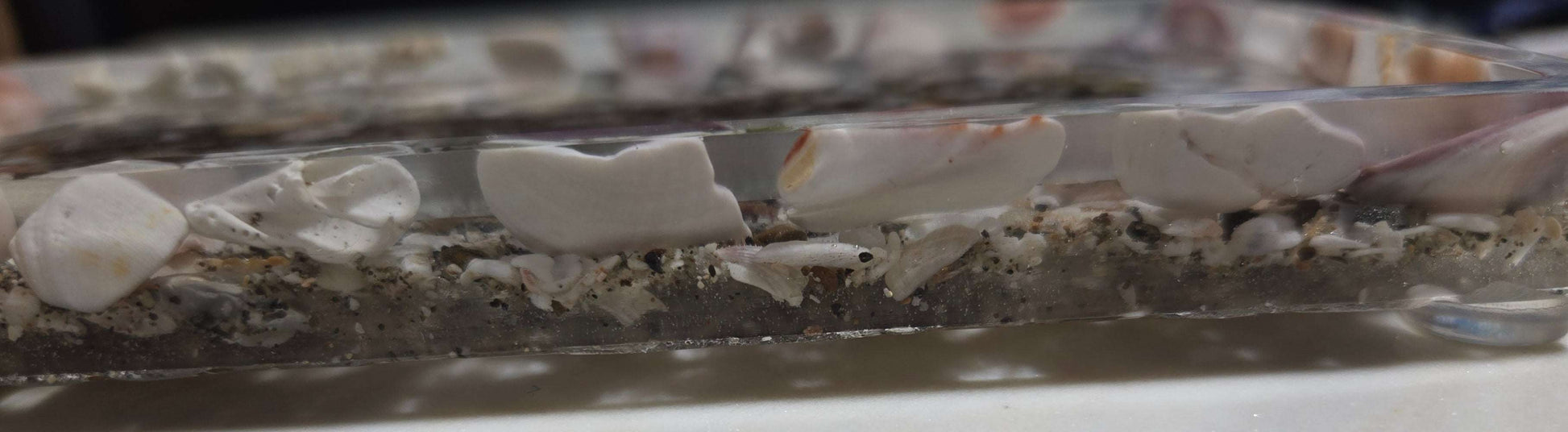 Shell Sideview with Feet