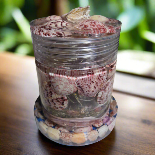 Shell Jar with Shell Coaster
