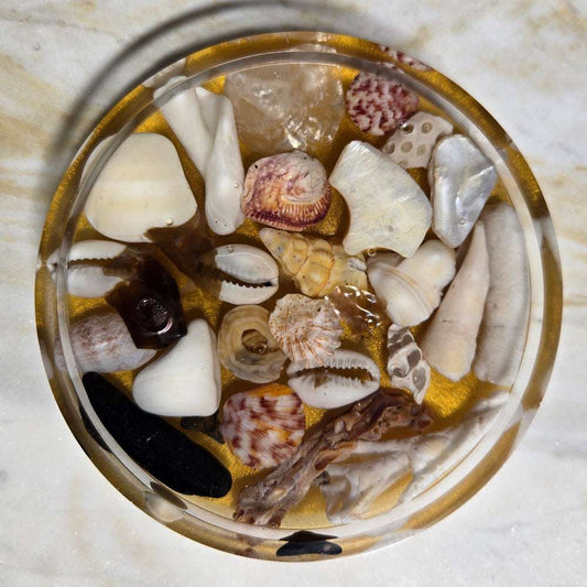 Shells in Gold Bottom Coaster