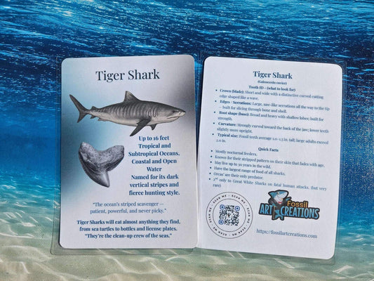 Card with information about Tiger Shark on a blue water background