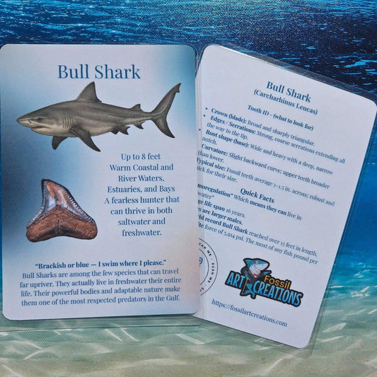 Card with information about bull sharks on a blue water background